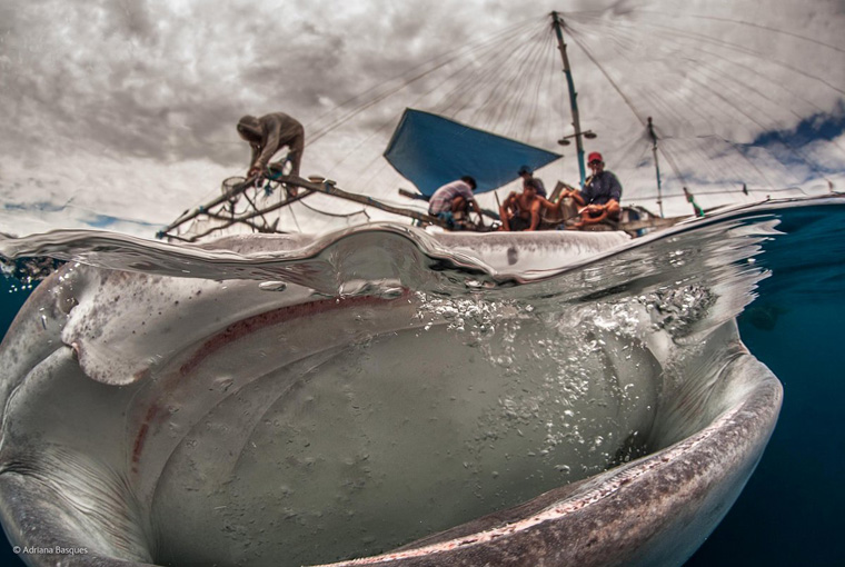 آدریانا باسکز اسم این اثر را ” دهان بزرگ ” گذاشته است و در نزدیکی اندونزی و محل صید ماهیگیران گرفته شده است