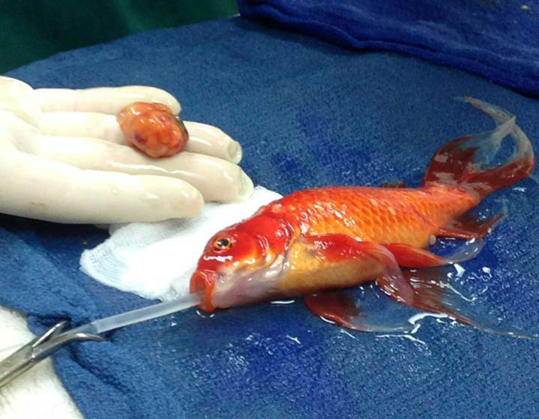 عمل جراحی بر روی یک ماهی ۱۰ ساله ی خانگی در بیمارستان لورت اسمیت ملبورن. پس از عمل توانستند تومور مغزی را از سر این ماهی خارج کنند