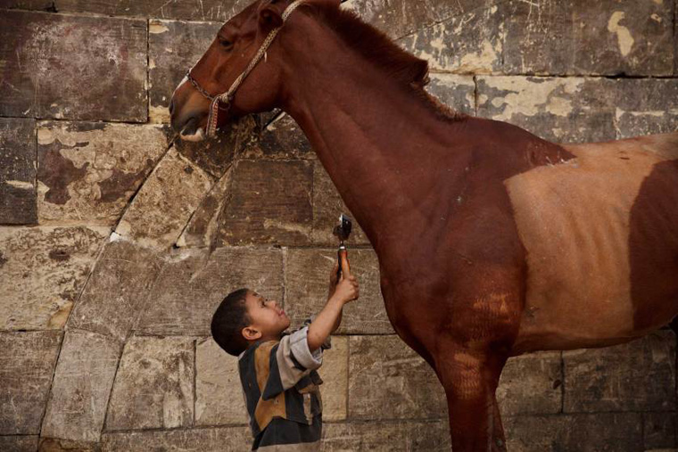 مصطفی محمد ۵ ساله در حال تمیز کردن اسبی در محل کار پدرش در قاهره