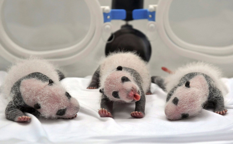 بچه های تازه متولد شده ی پاندا در آزمایشگاهی در چین
