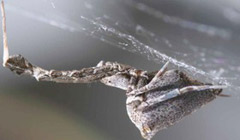 عنکبوتی که ابریشمی با بار الکتریکی می‌تند!
