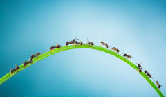 کنترل ترافیک با الهام از مورچه‌ها