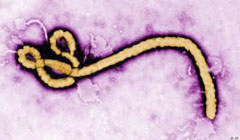 ساخت ابزار تشخیصی جدید برای بیماری ابولا