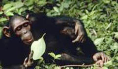 شامپانزه​ها توانایی ذهنی پختن غذا را دارند