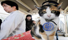 گربه‌ای که رئیس ایستگاه قطار بود! /عکس