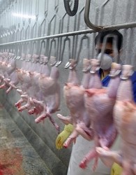 مردم نگران آنفلوآنزای مرغی نباشند