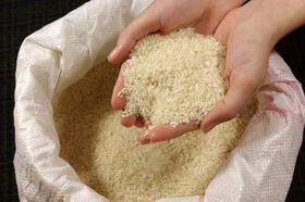 واردات برنج خواب‌ را از برنجکاران می‌گیرد؟