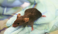 تولید ارتش موش‌ها با اسپرم مصنوعی