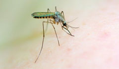چراغ سبز کارشناسان به واکسن مالاریا