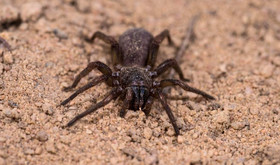 کشف 13گونه ناشناخته عنکبوت در استرالیا
