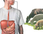 انتقال تب کنگو از طریق گوشت حیوان آلوده
