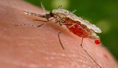 کشتن انگل مالاریا با اسپری صحنه‌ جنایی
