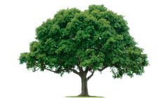 چند درخت در کره زمین وجود دارد؟