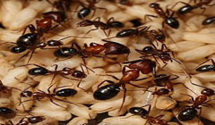 نقش مفید مورچه‌ها در آفت‌کشی مزارع