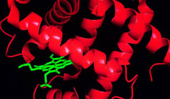 تولید خون مصنوعی با پروتئین وال‌ها
