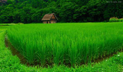 برنج تراریخته تولید انبوه می‌شود