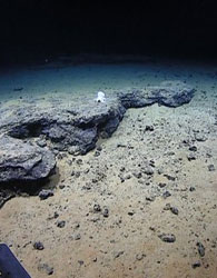 کشف گونه جدید از آبزیان در اقیانوس آرام