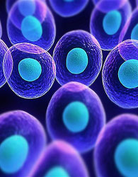 تولید سلول‌ بنیادی مرحله اولیه انسان