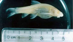 شناسایی گونه جدید ماهی کور در‌کشور