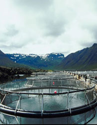 تولید تور پرورش آبزیان در محیط دریا