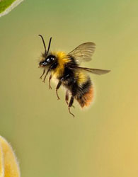 زهر عنکبوت استرالیایی ناجی زنبورهای عسل!