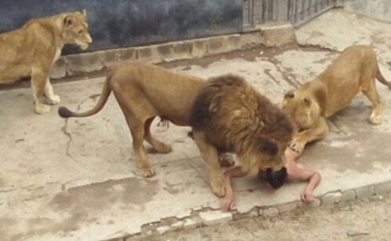 خودکشی یک مرد، جان 2 شیر را گرفت!