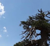 پیرترین درخت اروپا شناسایی شد