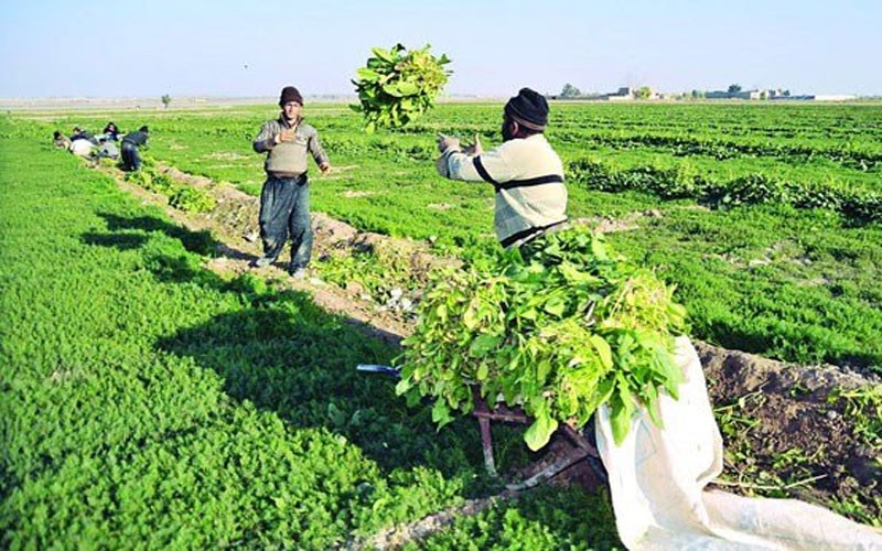 کاهش آبیاری مزارع تهران با فاضلاب