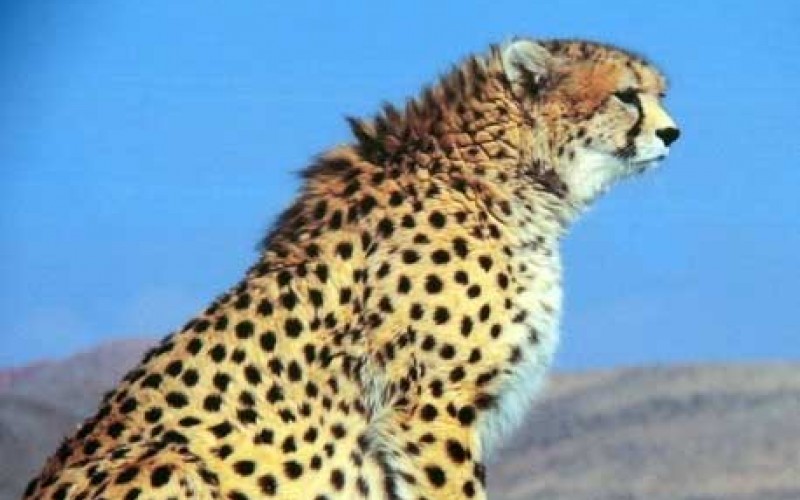 هدیه ای به یوزپلنگ ایرانی