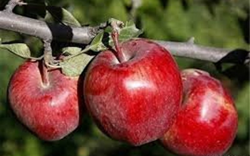 سیب صادراتی ۶برابر ارزان‌تر از بازار داخلی