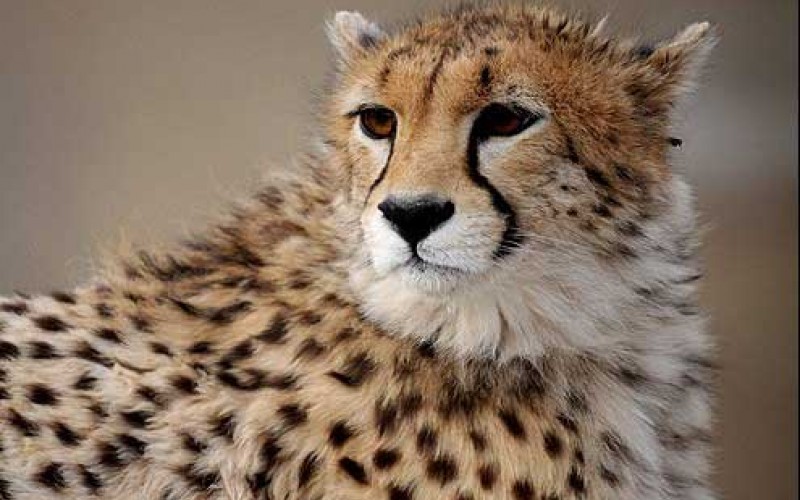 کمتر از 50 یوزپلنگ در ایران وجود دارد