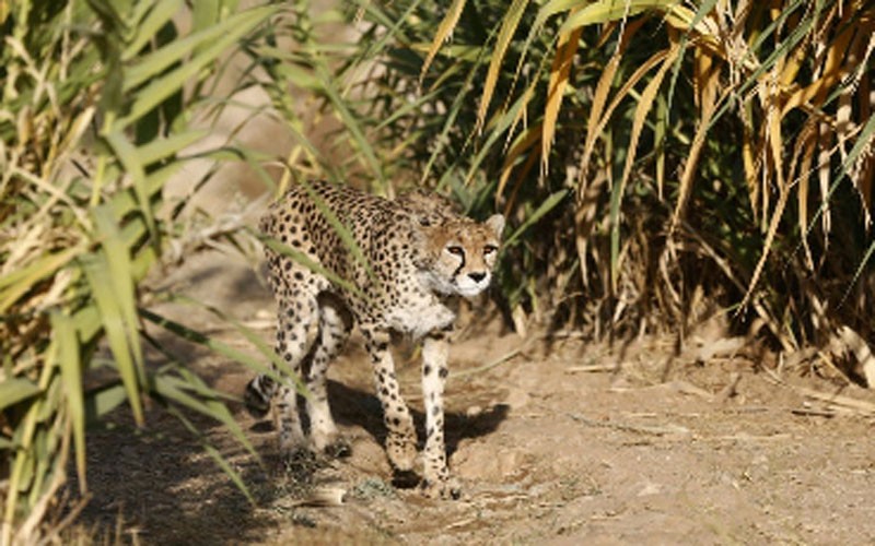 آیا یوزپلنگ ایرانی درحال انقراض است؟