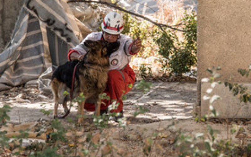 سگ‌های خود را به مناطق زلزله زده نیاورید