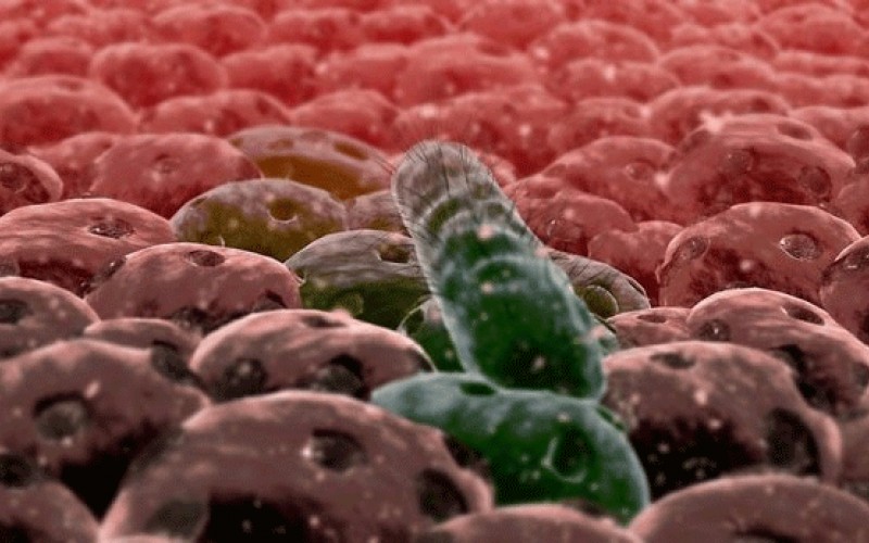 یک باکتری؛ کوچک‌ترین ضبط کننده داده