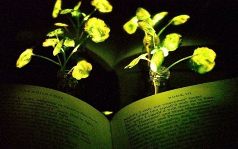 استفاده از گیاهان درخشان به جای لامپ