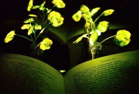 استفاده از گیاهان درخشان به جای لامپ