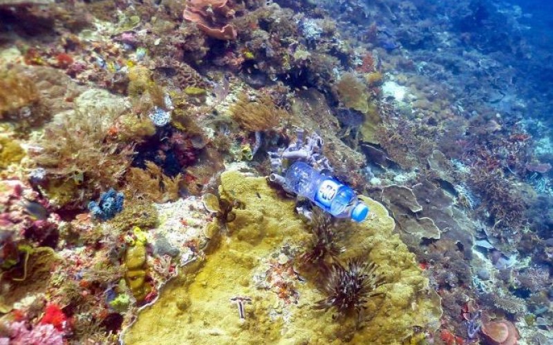 پلاستیک‌ها مرجان‌ها را از بین می‌برند