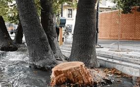ابتلای درختان خیابان ولیعصر به سرطان رنگی