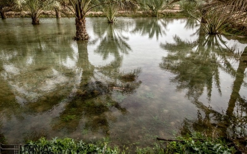 بحران آب در استان بوشهر/تصاویر