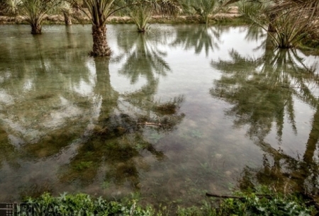 بحران آب در استان بوشهر/تصاویر