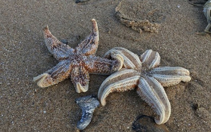 هزاران ستاره دریایی مرده در ساحل انگلیس
