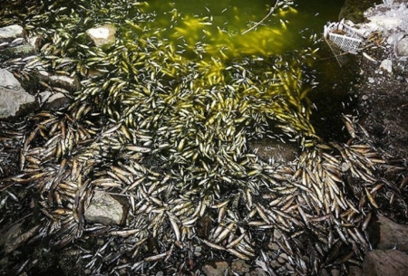 مرگ هزاران ماهی در زاینده‌رود/تصاویر