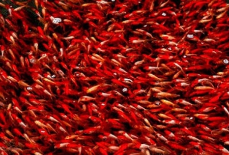 پرورش ماهی قرمز در گیلان/تصاویر