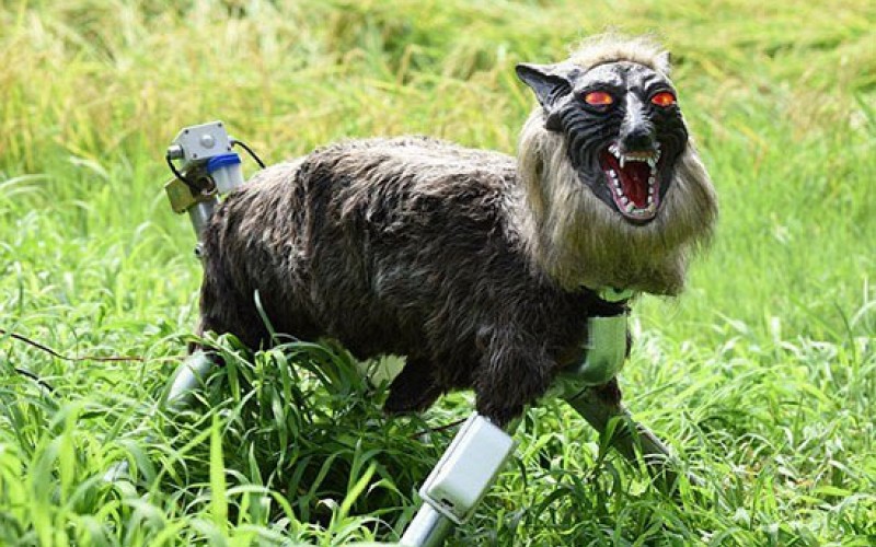گرگ رباتیک از مزرعه ژاپنی‌ها محافظت می‌کند