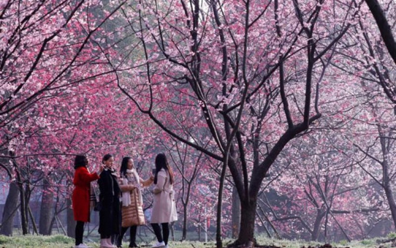 شکوفه‌های بهاری در چین و ژاپن/تصاویر