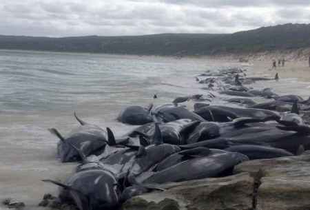 مرگ گروهی 130 نهنگ در سواحل استرالیا
