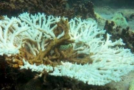 مرگ مرجان‌ها براثر اسیدی شدن اقیانوس‌ها