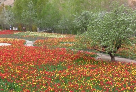 جشن هزاران گل در پایتخت لاله ایران