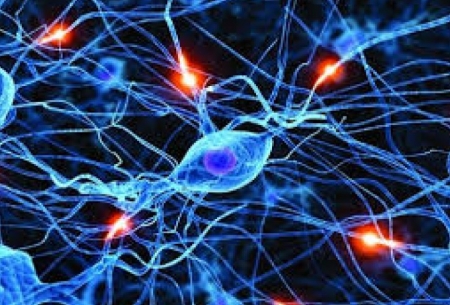 مشاهده تعامل سلول‌های عصبی برای اولین بار