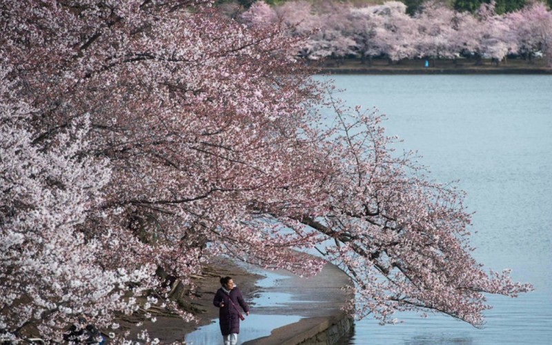 شکوفه‌های گیلاس در واشنگتن‎/تصاویر
